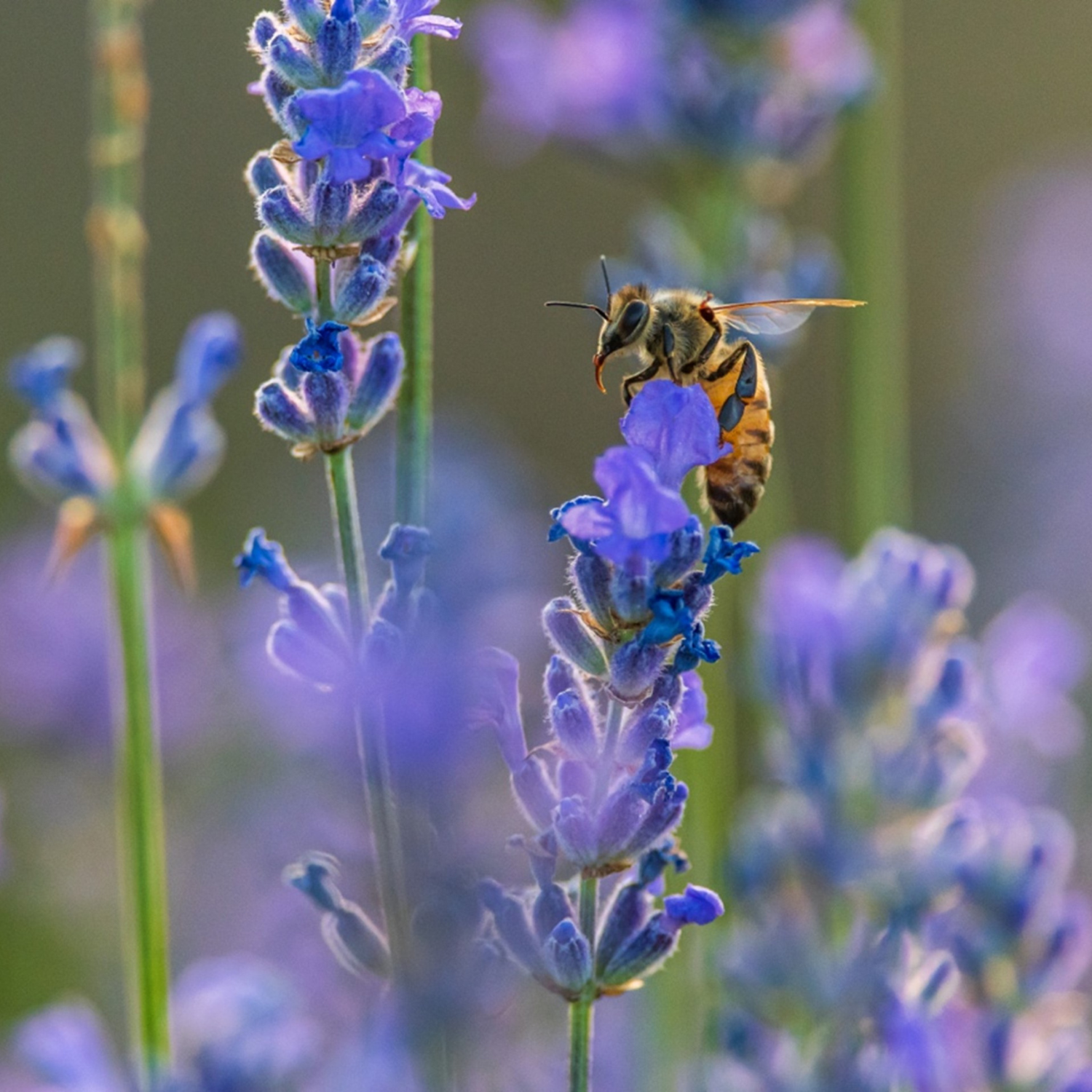 Le défi mai sans tondeuse : à la rescousse des pollinisateurs