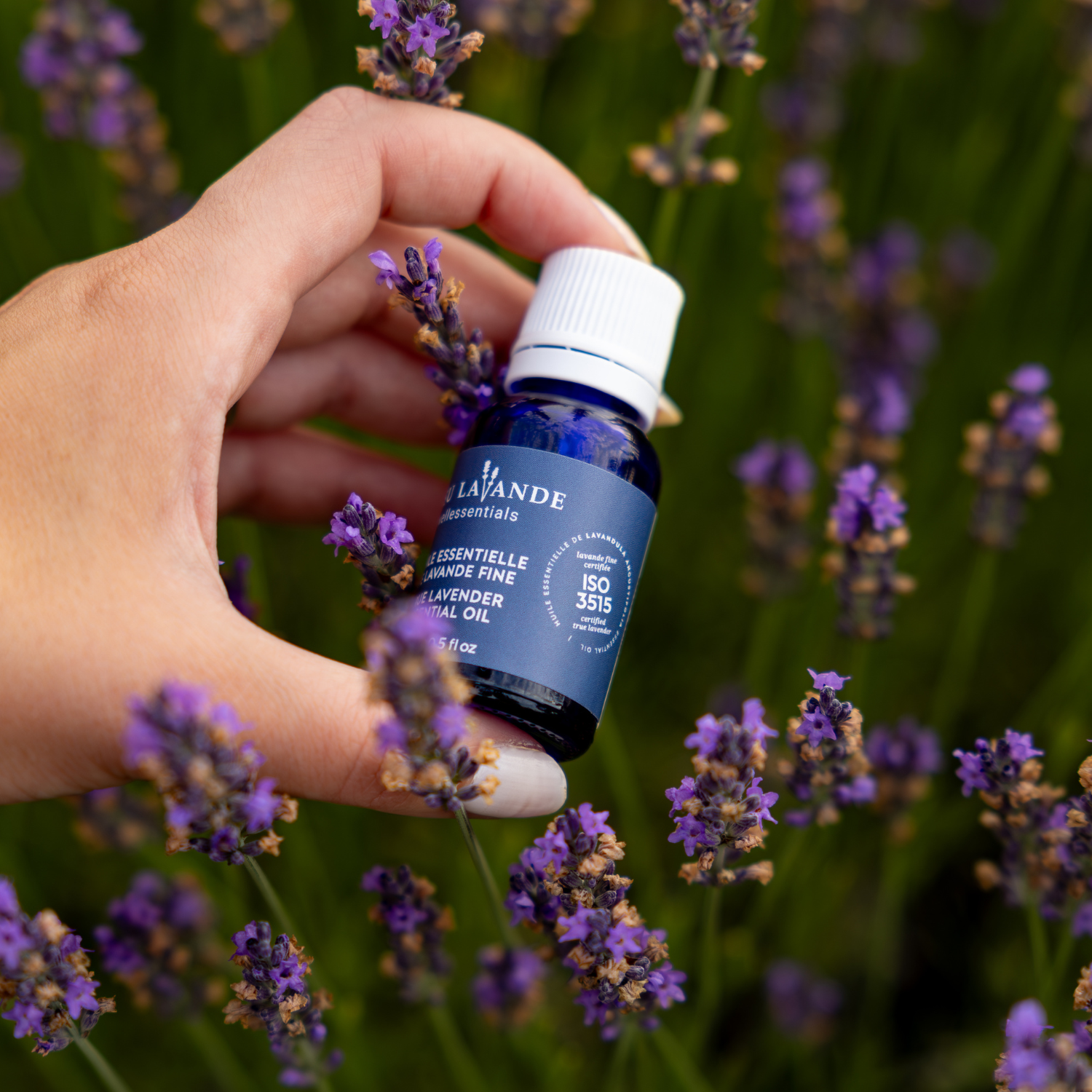 Lavande fine certifiée ISO 3515 : la pureté, tout simplement