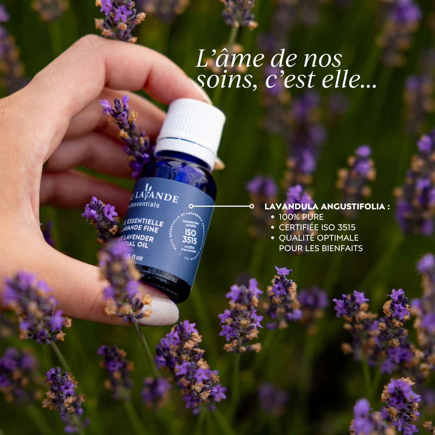 L'huile essentielle de Lavandula Angustifolia, l'âme de tous nos soins pour le corps chez Bleu Lavande