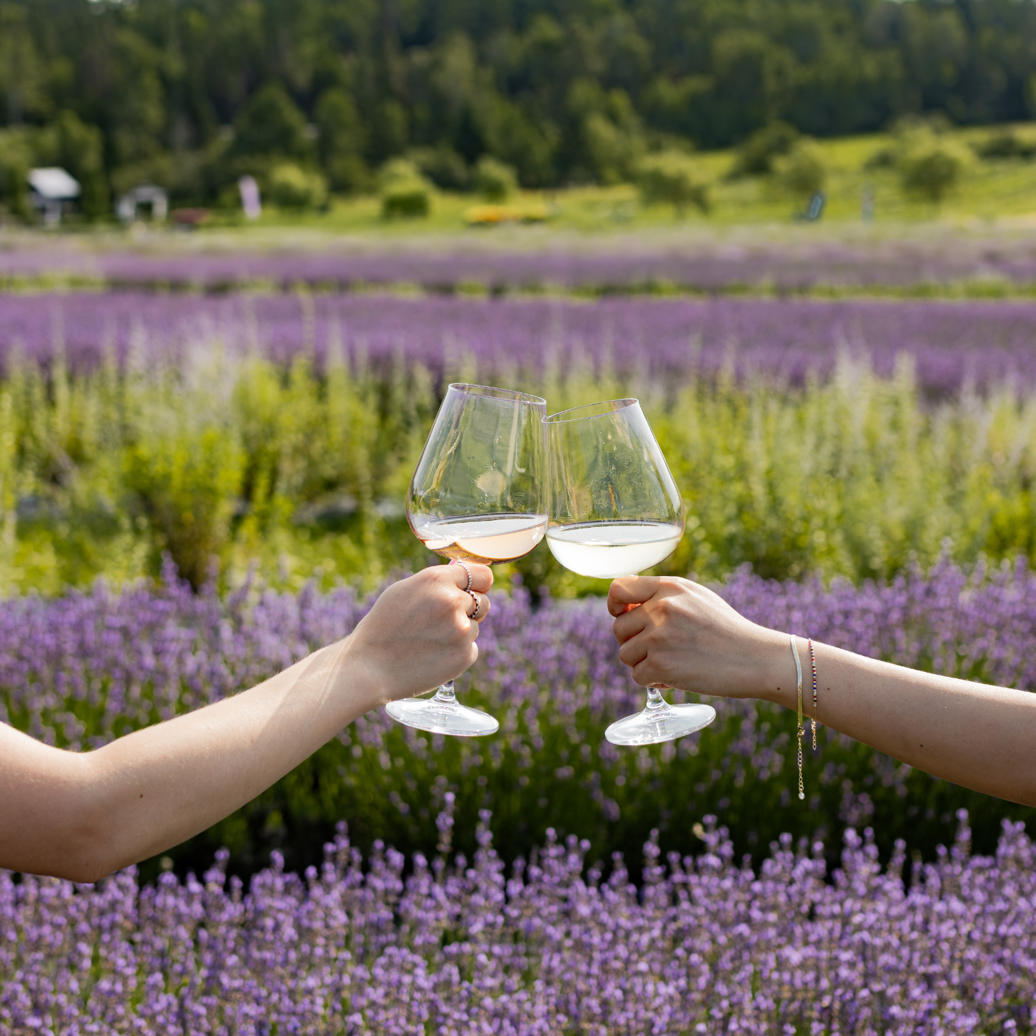 Apéro dans les champs de lavande à Magog