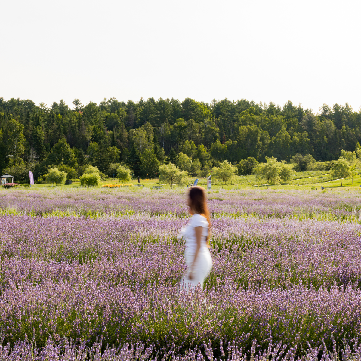 Femme qui marche dans les champs Bleu Lavande à Magog