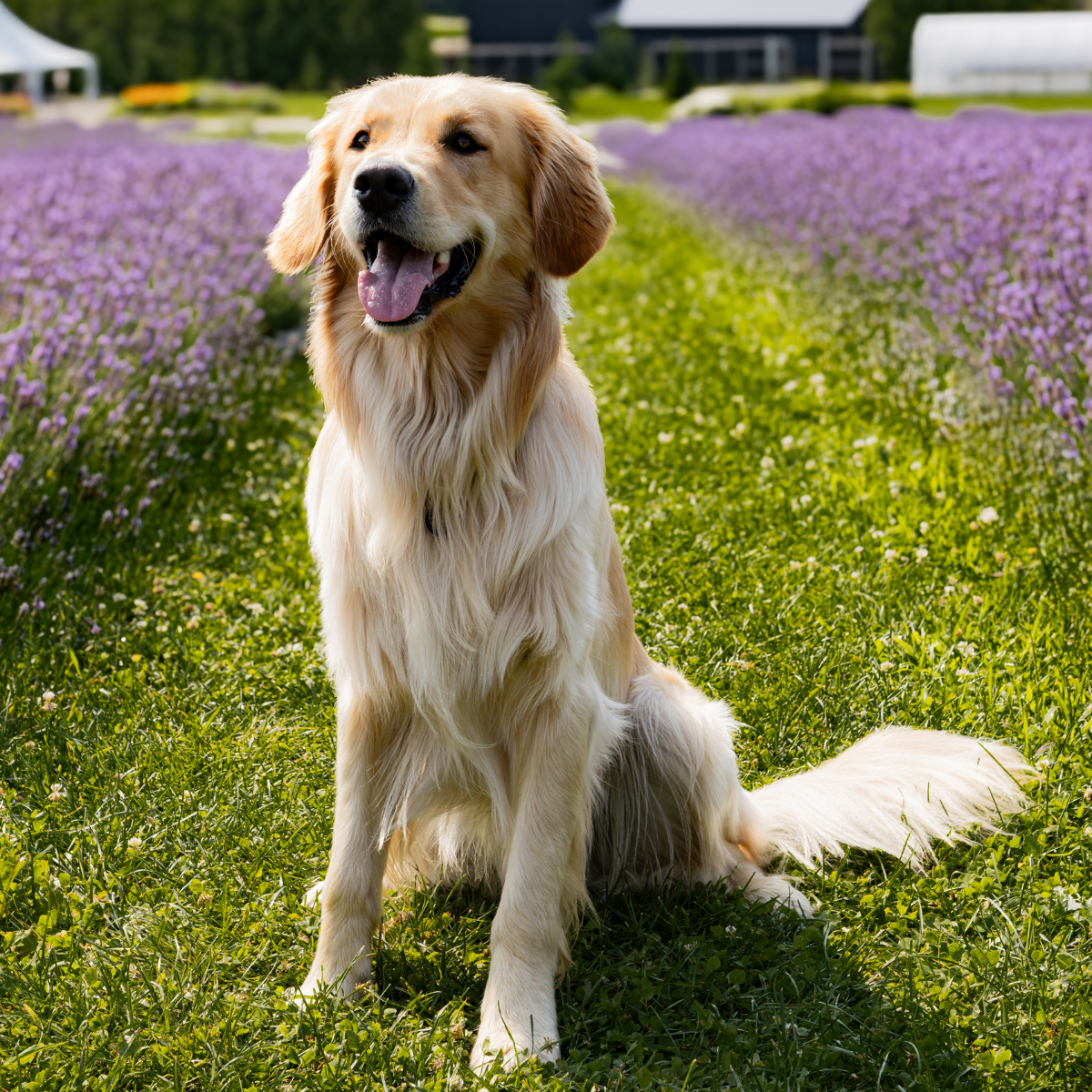 Événement canin chez Bleu Lavande