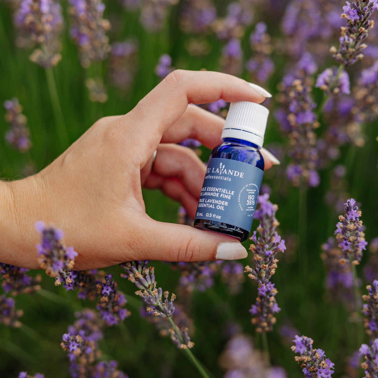 Huile essentielle de Lavandula Angustifolia certifiée ISO 3515 de Bleu Lavande