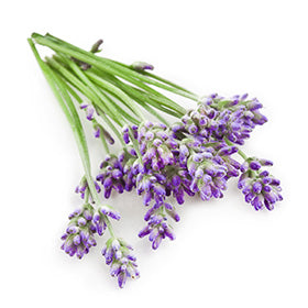 Huile essentielle de lavande - True lavender essential oil