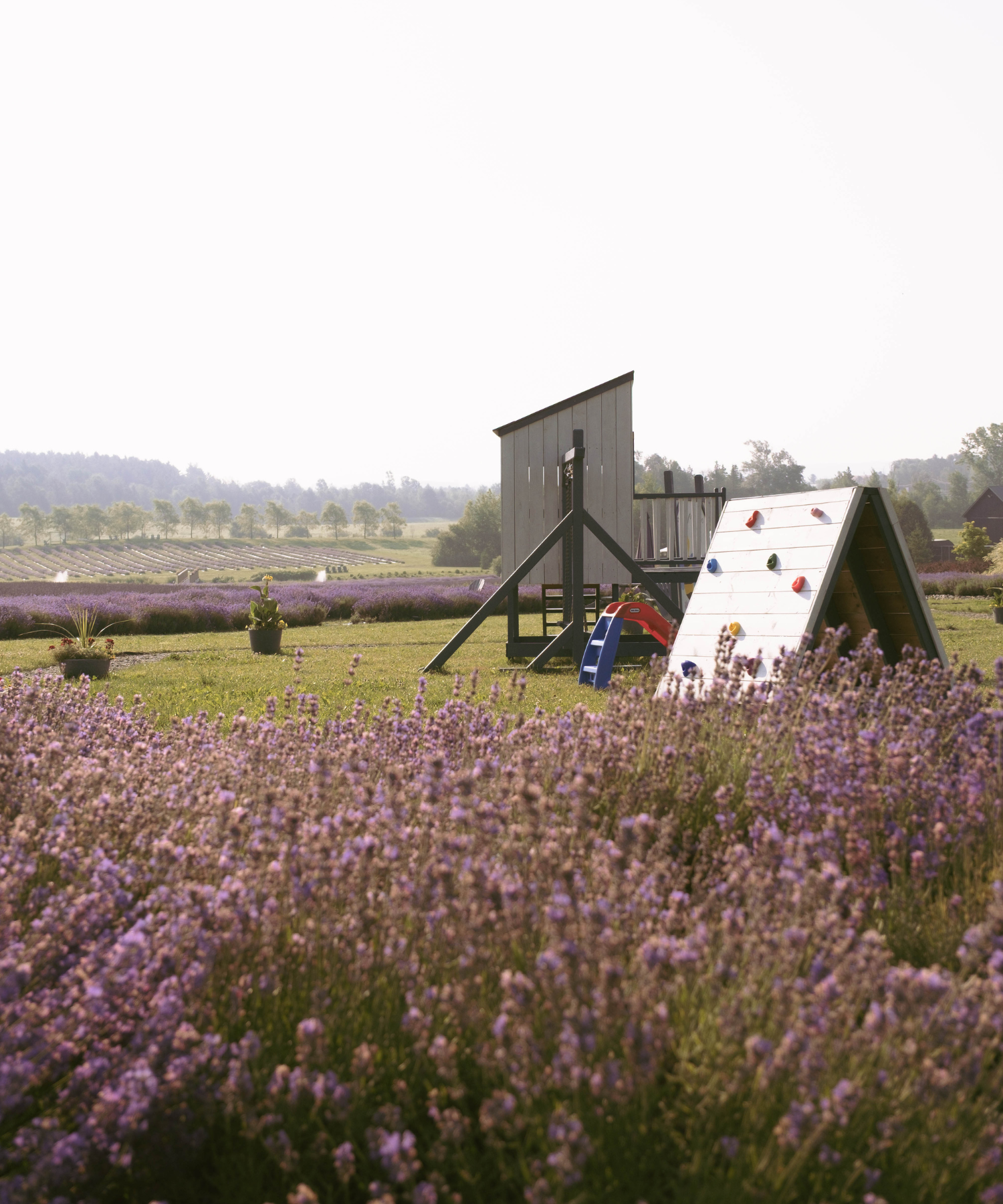 Jeux pour enfants dans les champs de Bleu Lavande à Magog dans les Cantons-de-l'Est