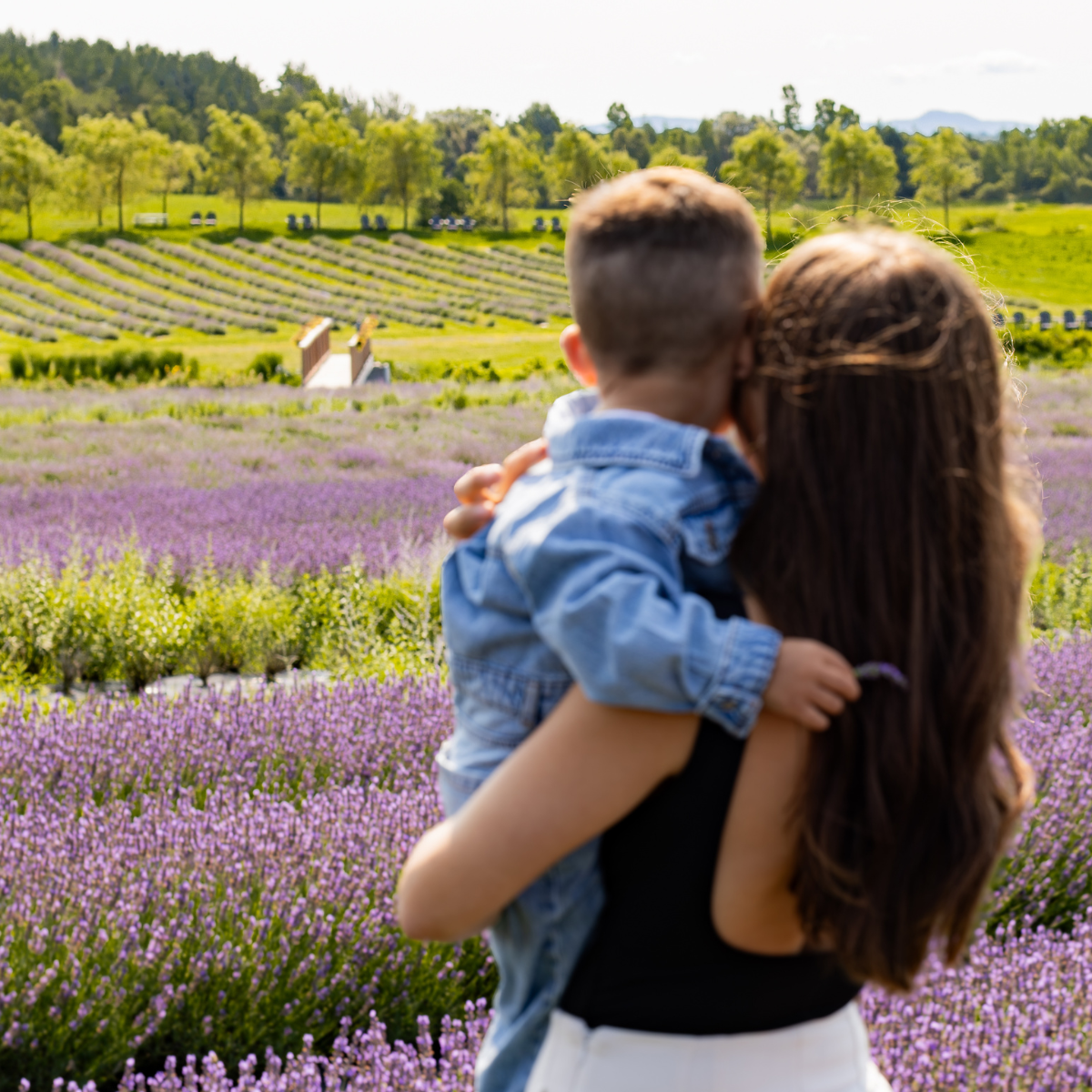 Maman dans les champs de lavande