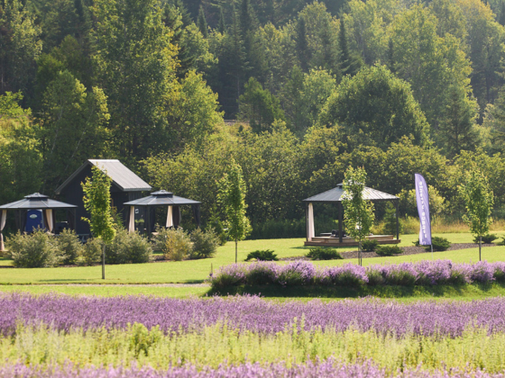 Massage dans les champs de Bleu Lavande