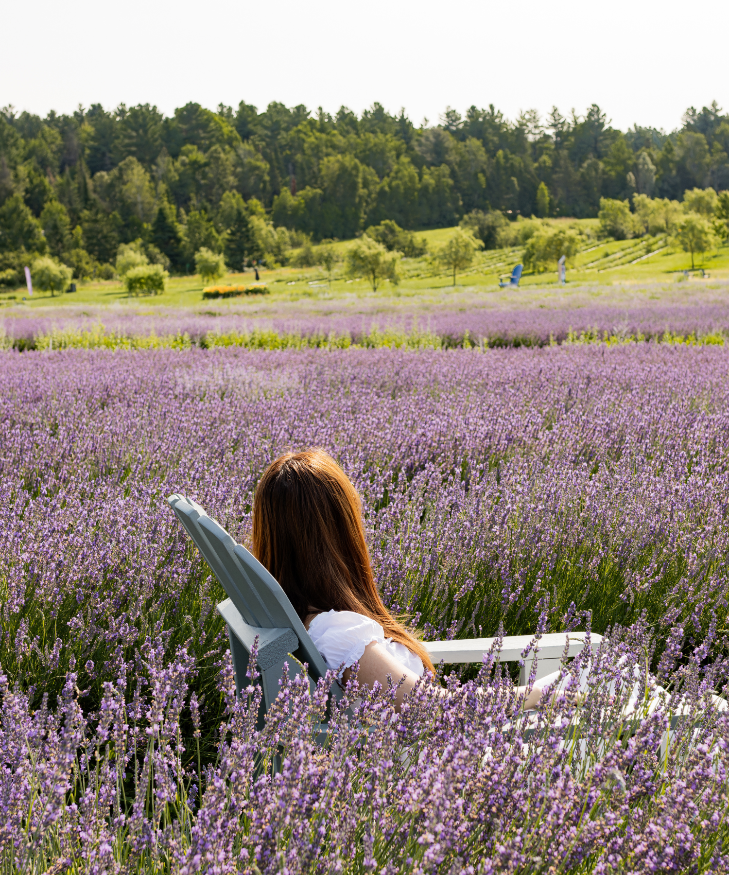 Femme qui médite dans le champ de lavande | Meditation in a lavender field in bloom near Montreal