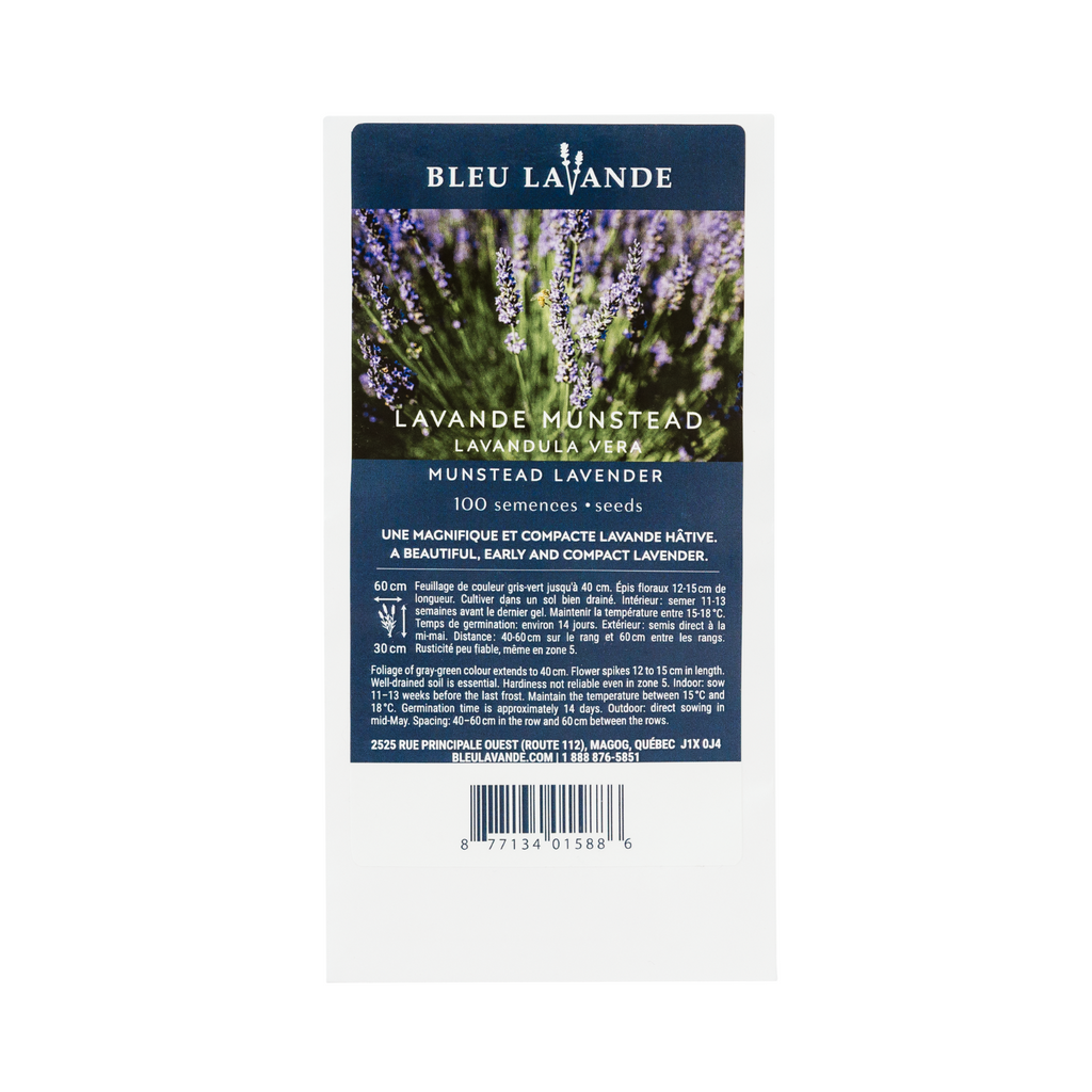 english lavendar seeds Munstead Lavender Seeds