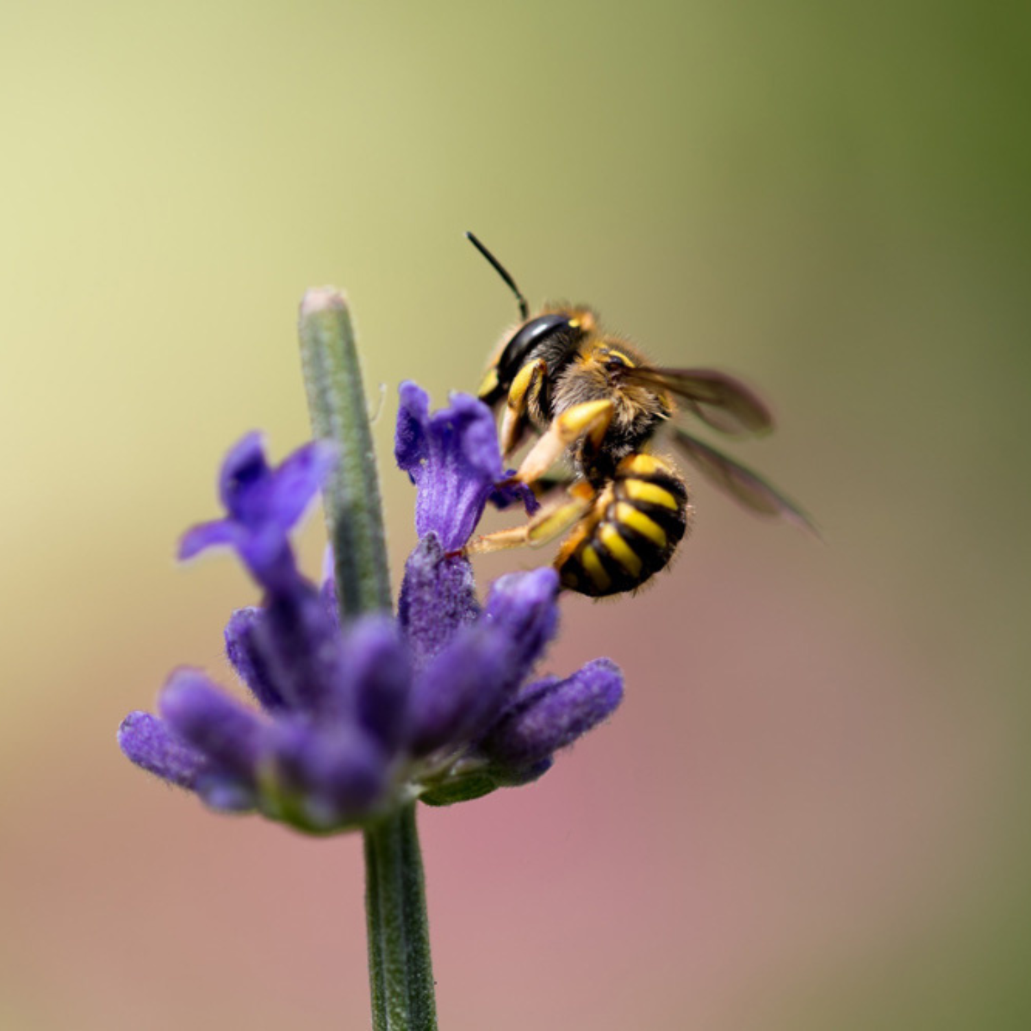Journée mondiale des abeilles : célébrons les petites travailleuses de nos champs