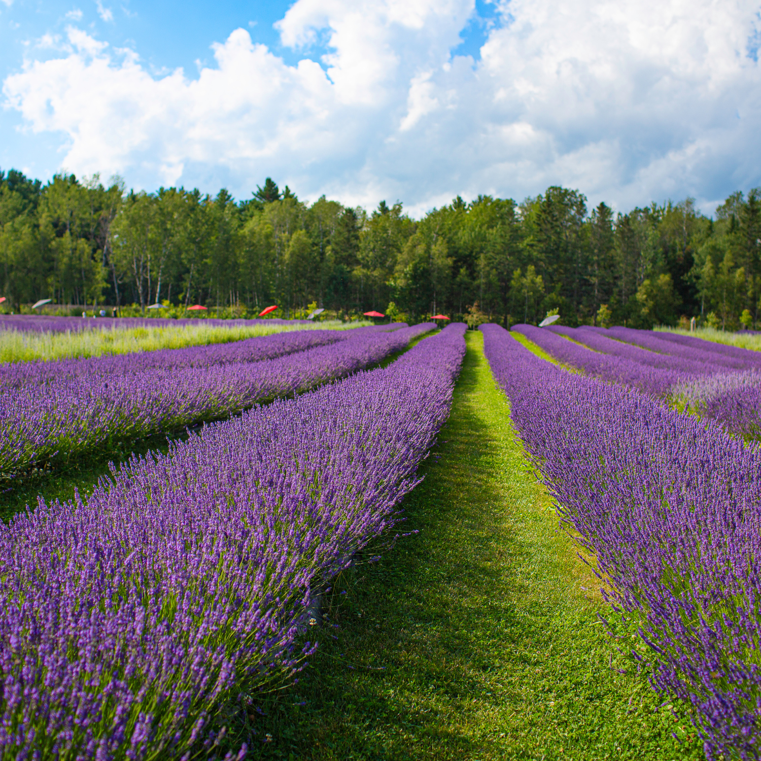 Découvrez les variétés de lavande cultivées chez Bleu Lavande