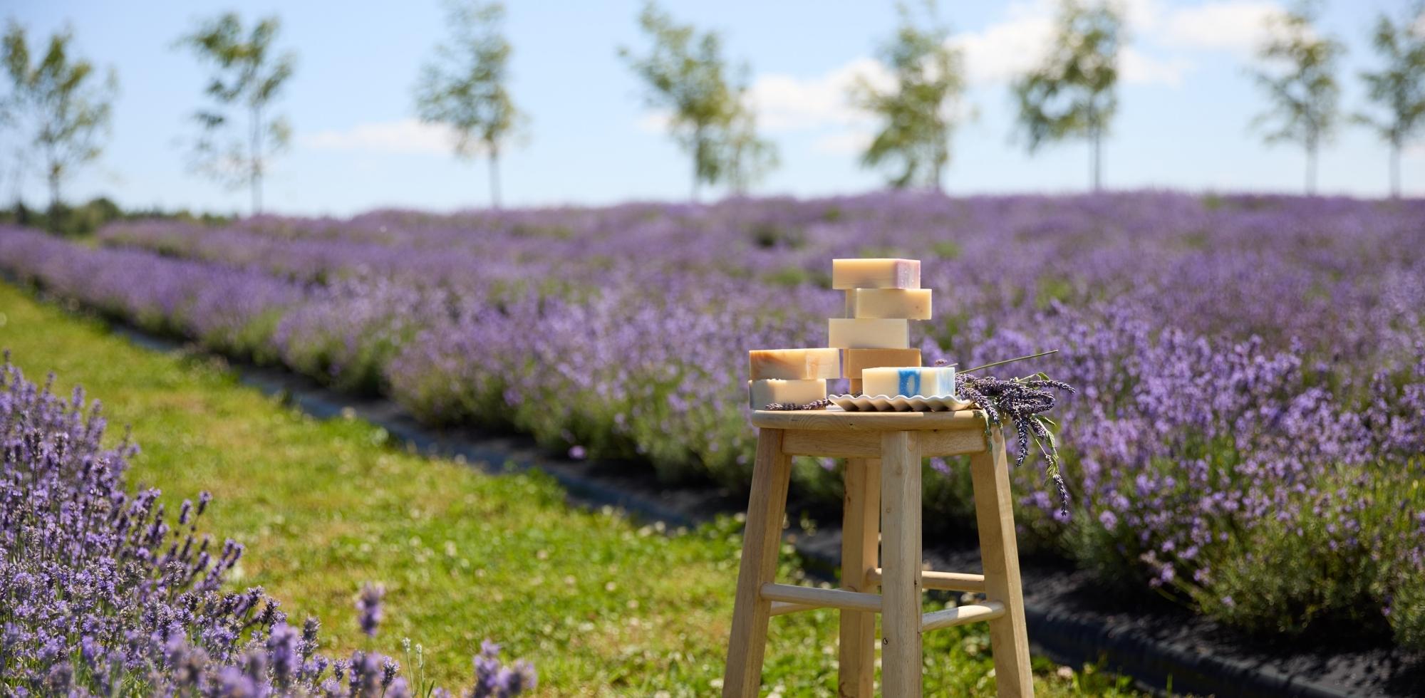 Savons artisanaux en barre enrichis d'huiles essentielles de Bleu Lavande