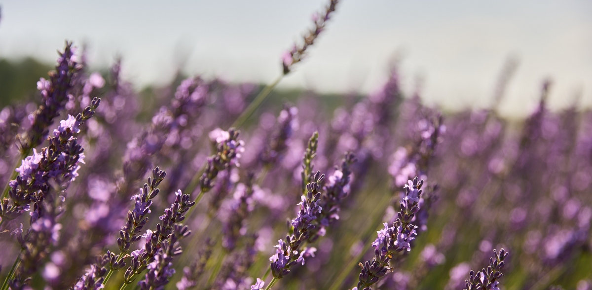 Lavender collection