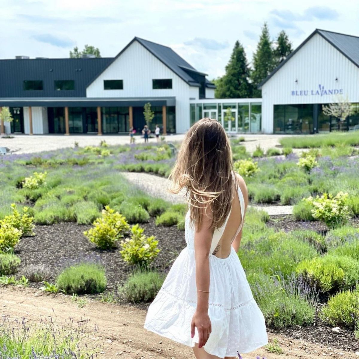 Femme en robe blanche dans les champs de Bleu Lavande