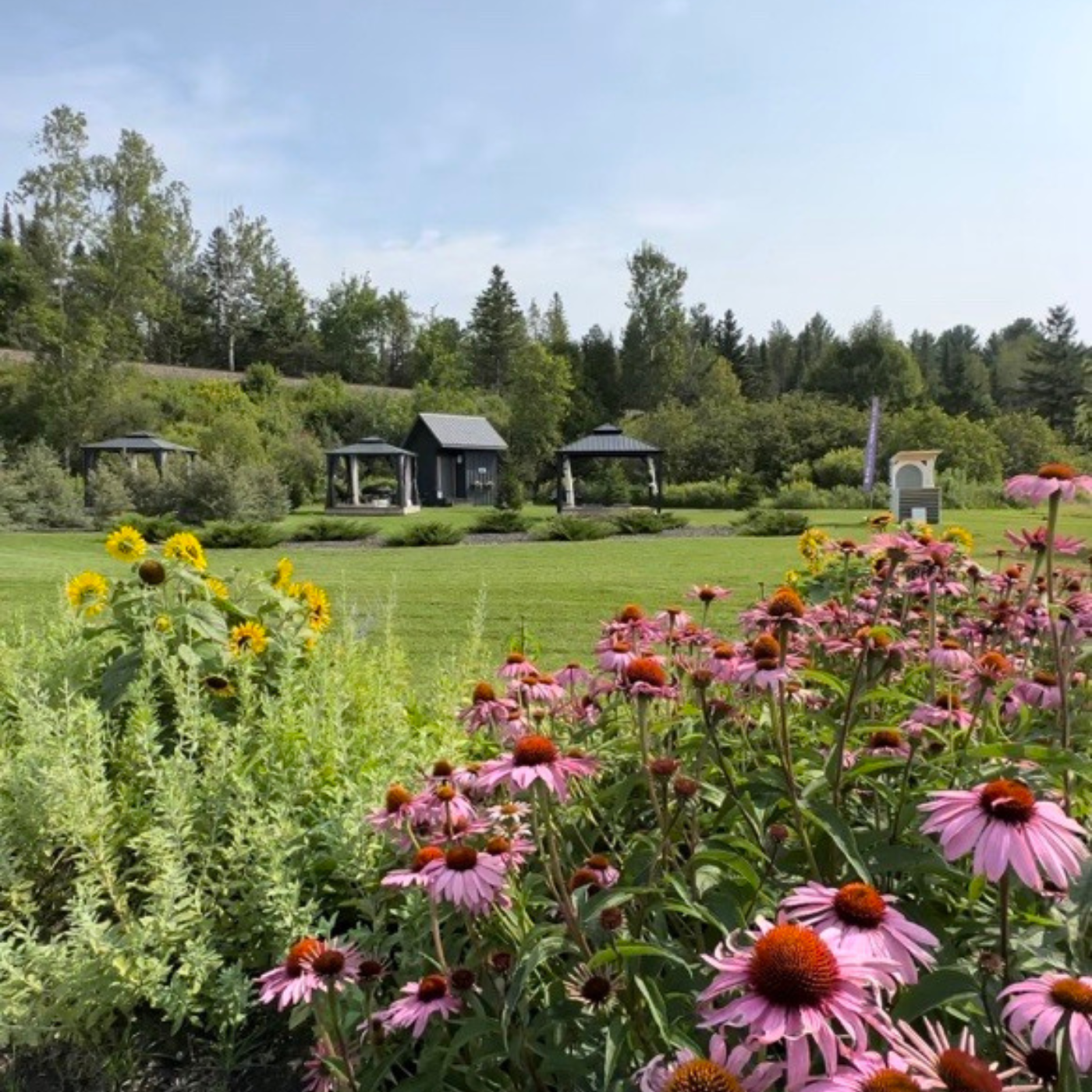 Aménagements floraux dans les champs de Bleu Lavande pour la biodiversité