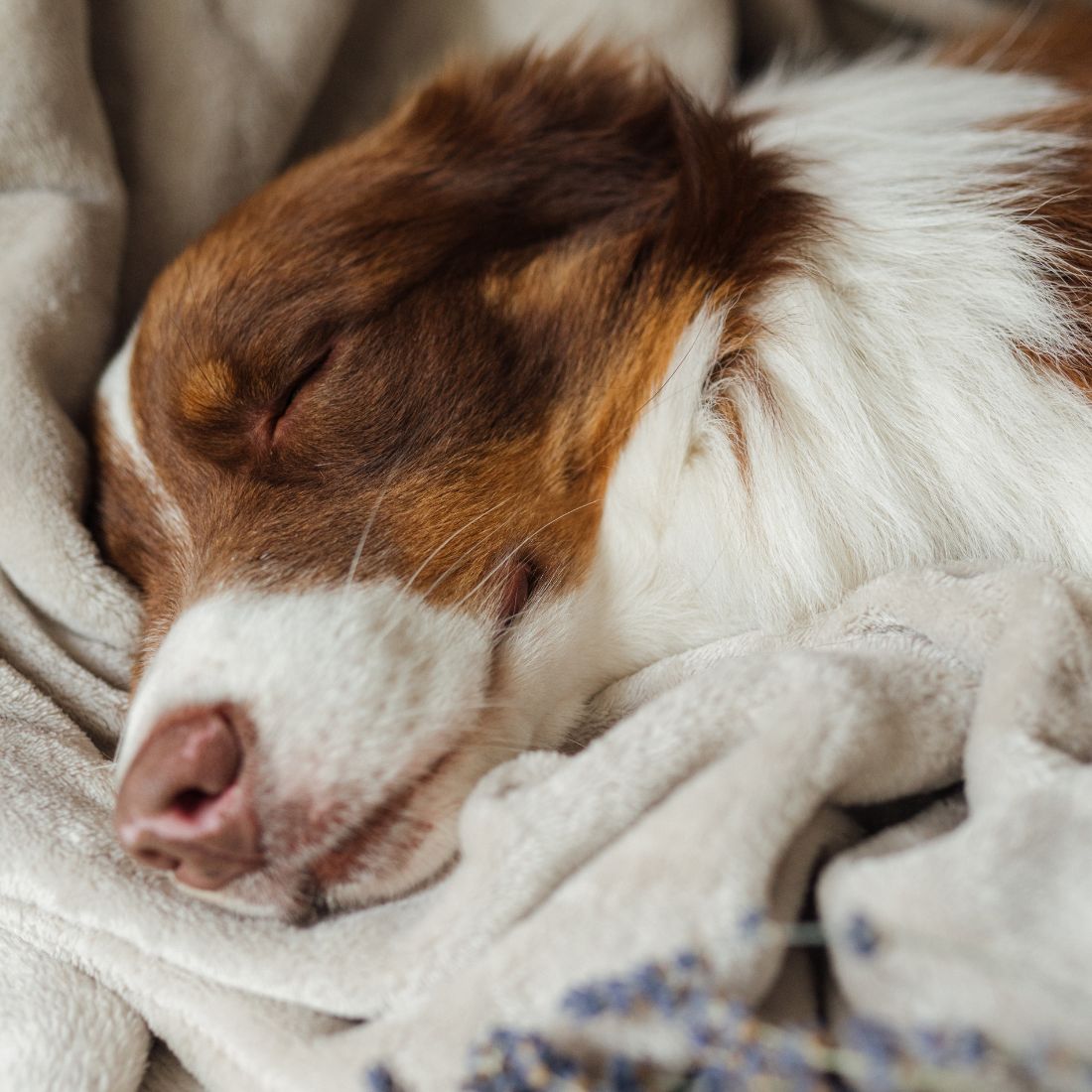 Produits apaisants à la lavande pour les chiens