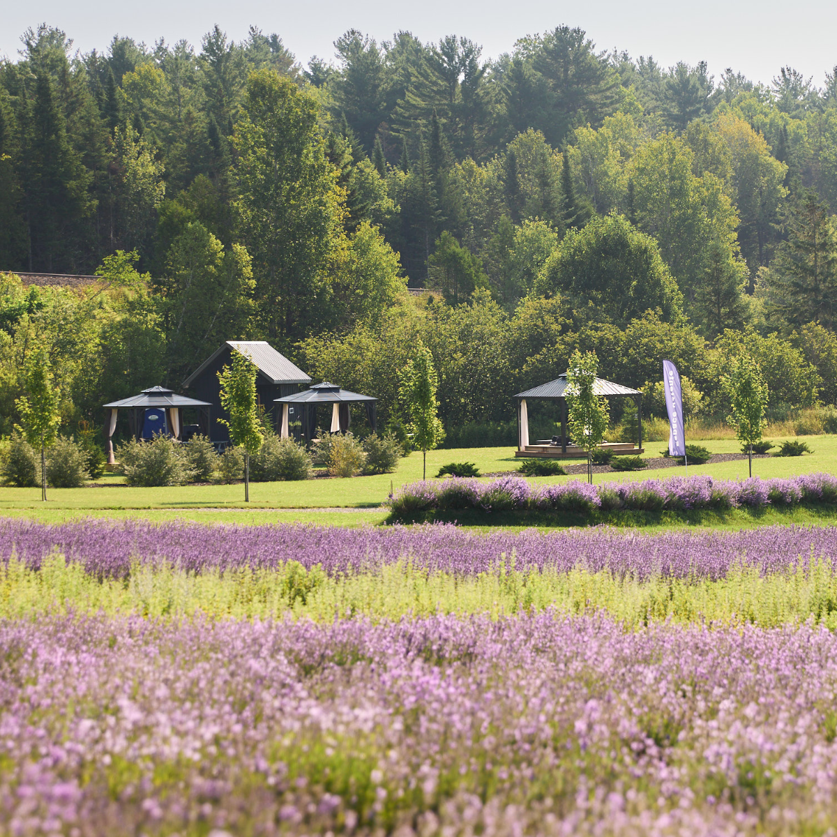 Champs de lavande en fleurs dans la région de l'Estrie, à 1h30 de Montréal, au Québec