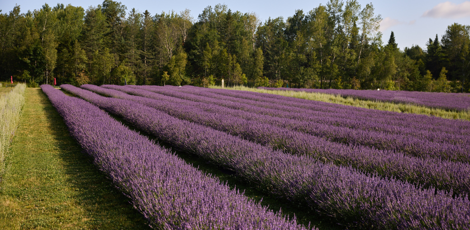 Activités spéciales dans les champs de Bleu Lavande