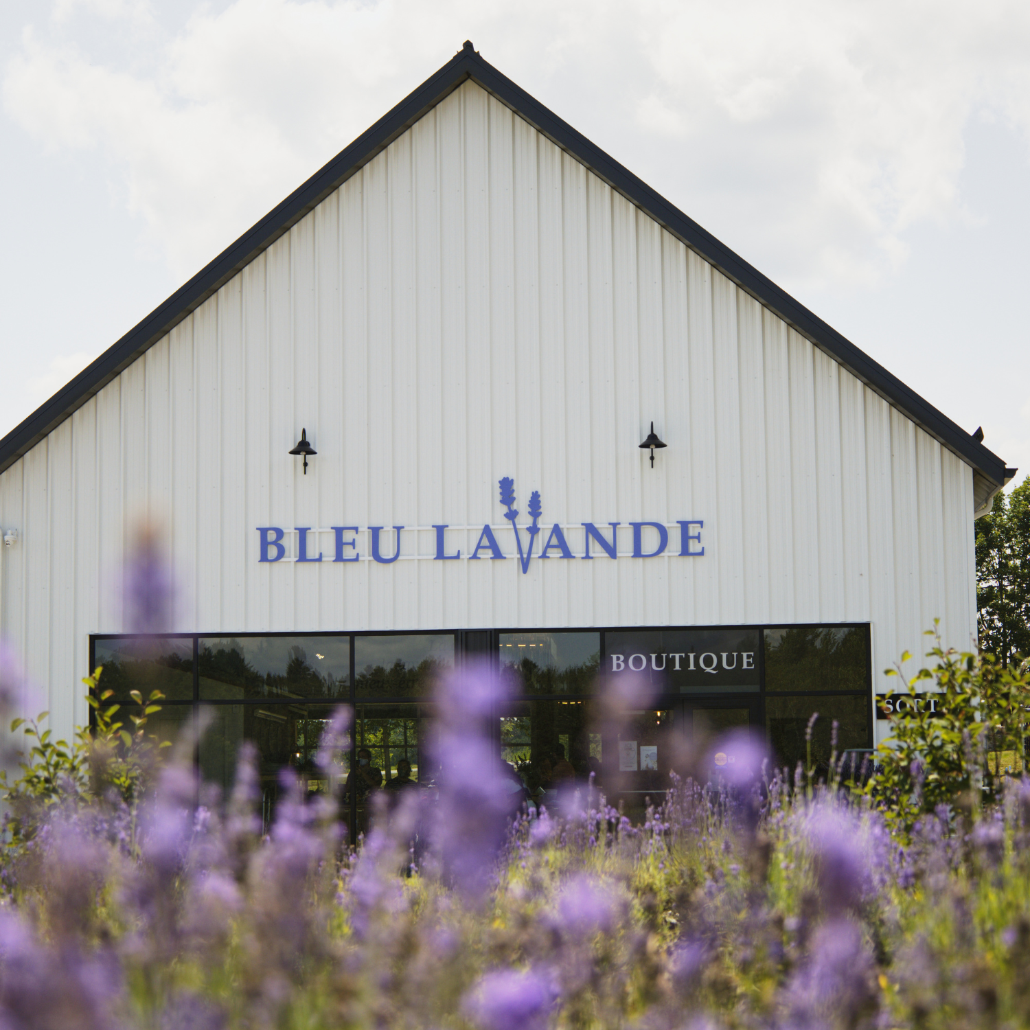 Bleu Lavande devant les champs de lavande à Magog, dans les Cantons-de-l'Est