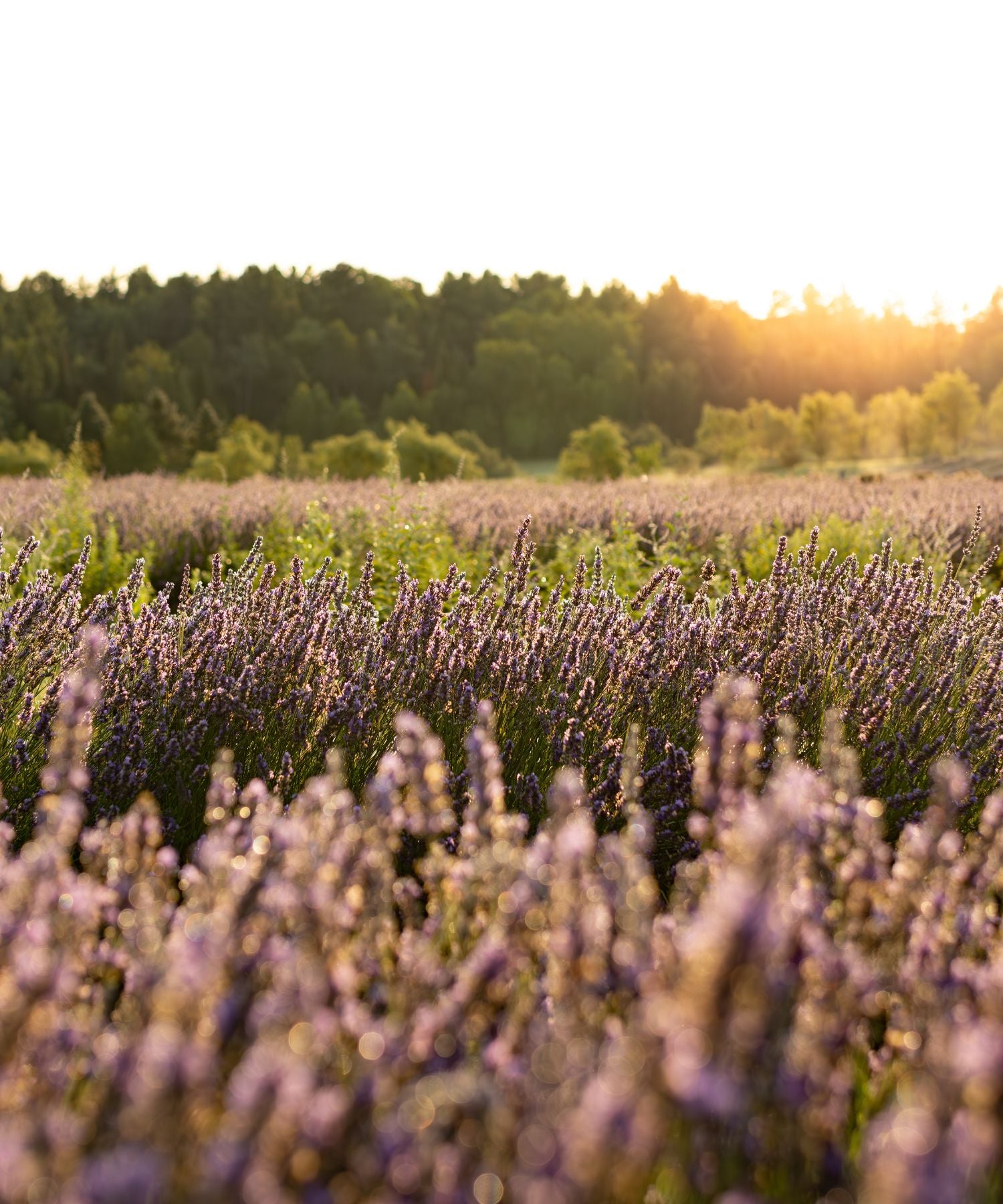 Champs de lavande en pleine floraison à Magog, en Estrie