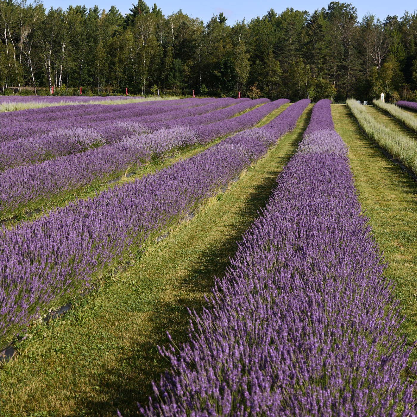 Visite dans les champs de lavande de Bleu Lavande en Estrie tout près de Montréal