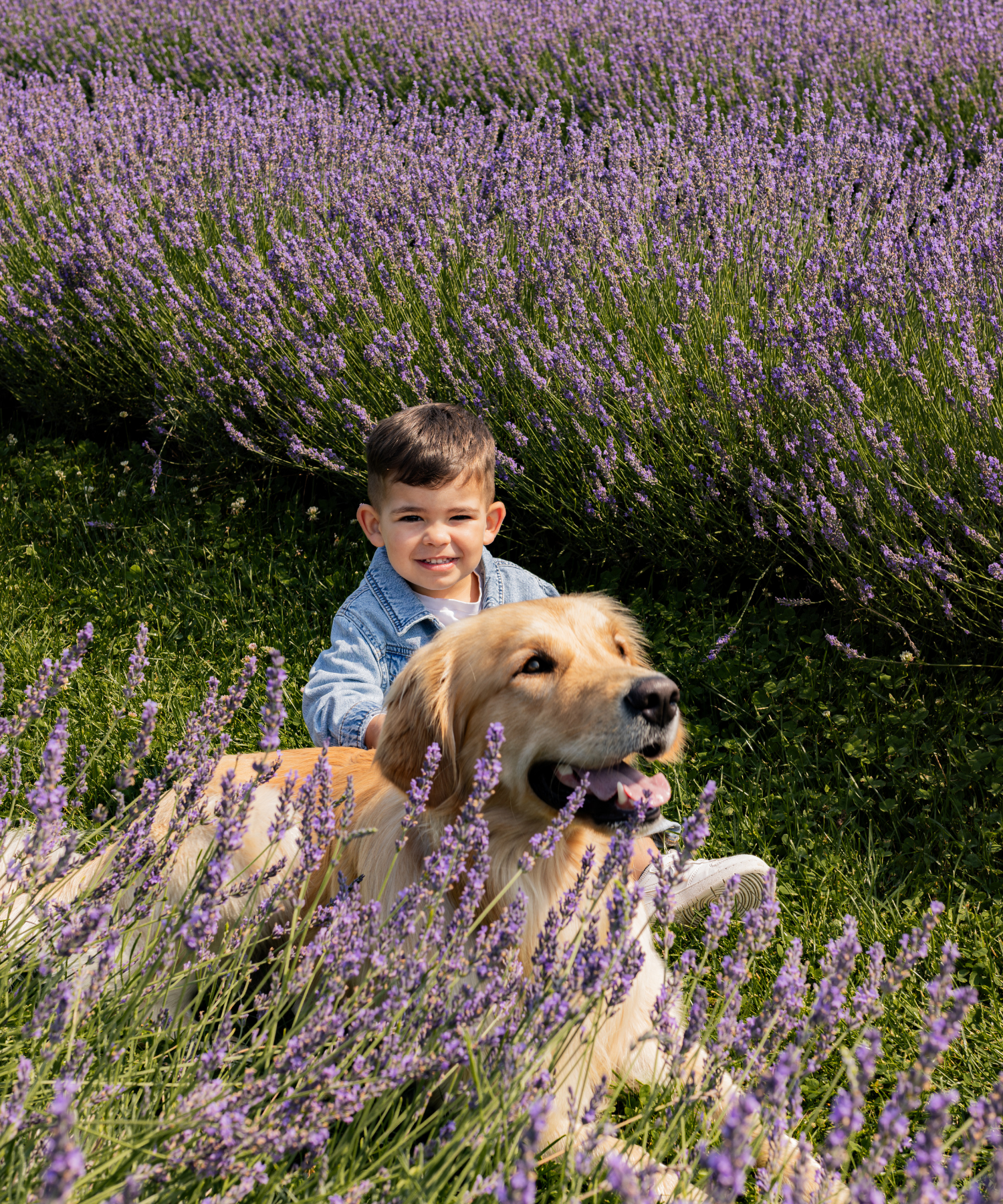 Garçon qui flatte son chien dans le champs de lavande | Kid with dog in lavender field