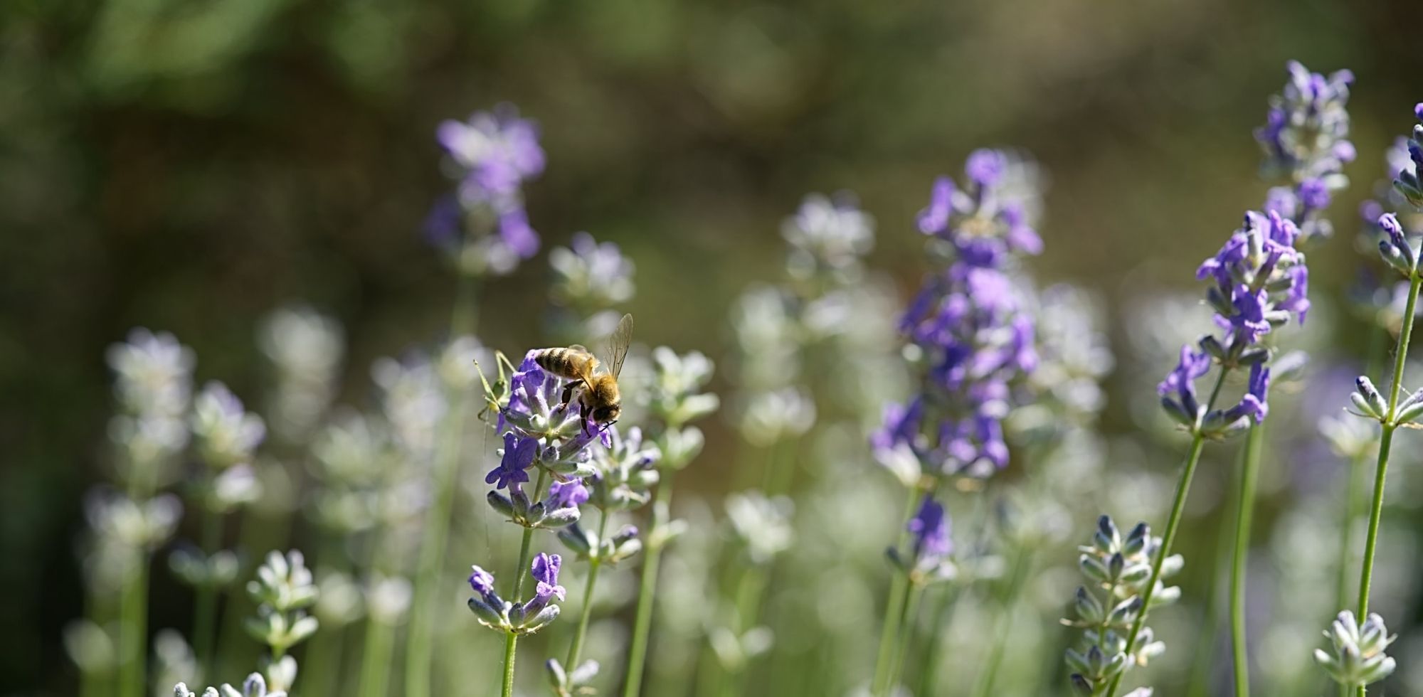 Abeille dans la lavande en fleur