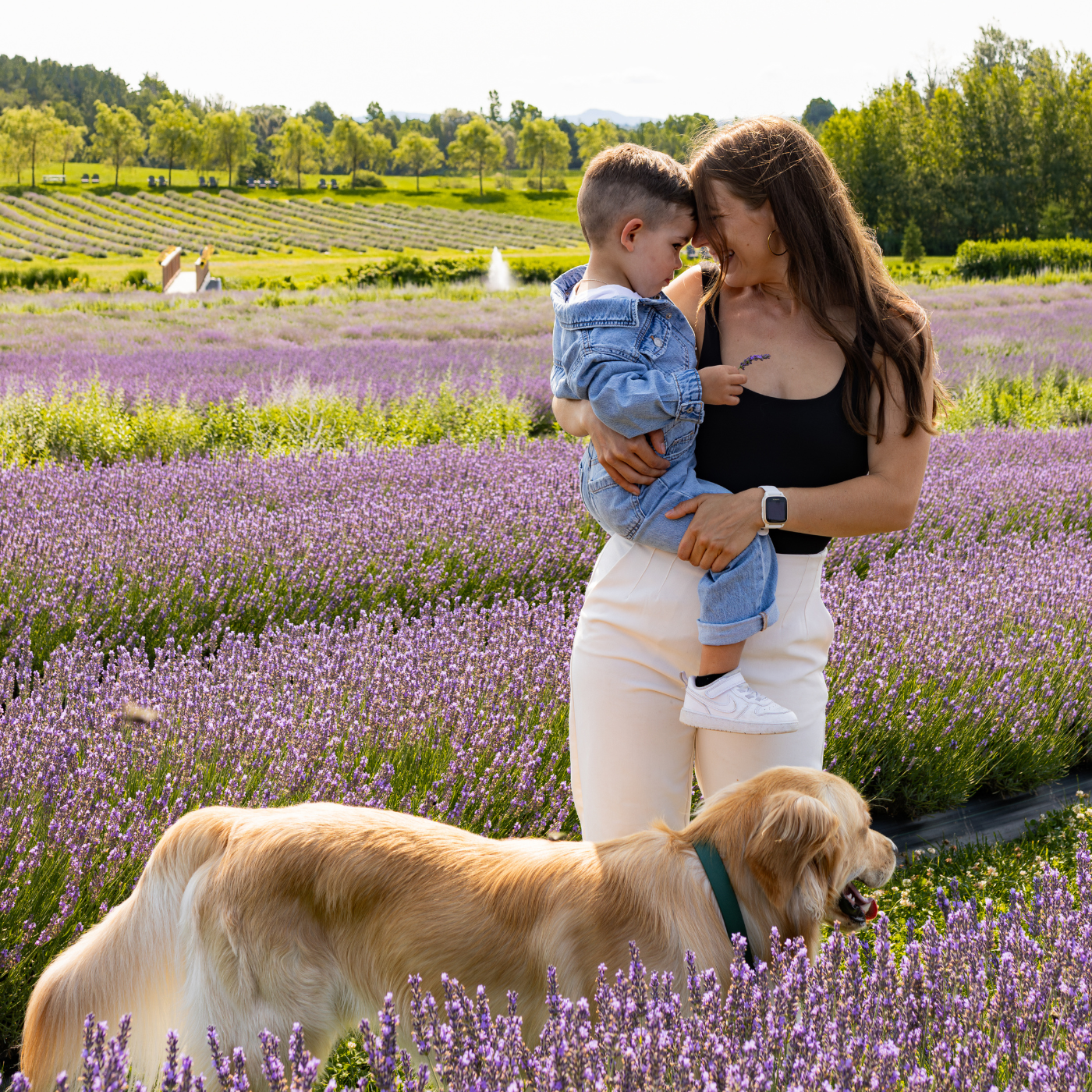 Maman avec enfant et chien dans les champs de lavande de Bleu Lavande | Woman, kid and dog in lavender fields