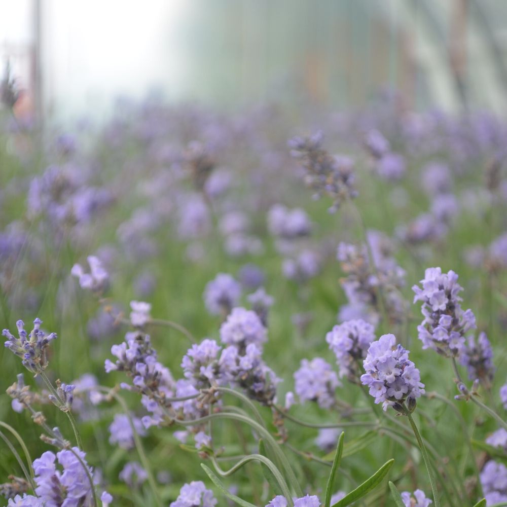 Lavande en floraison