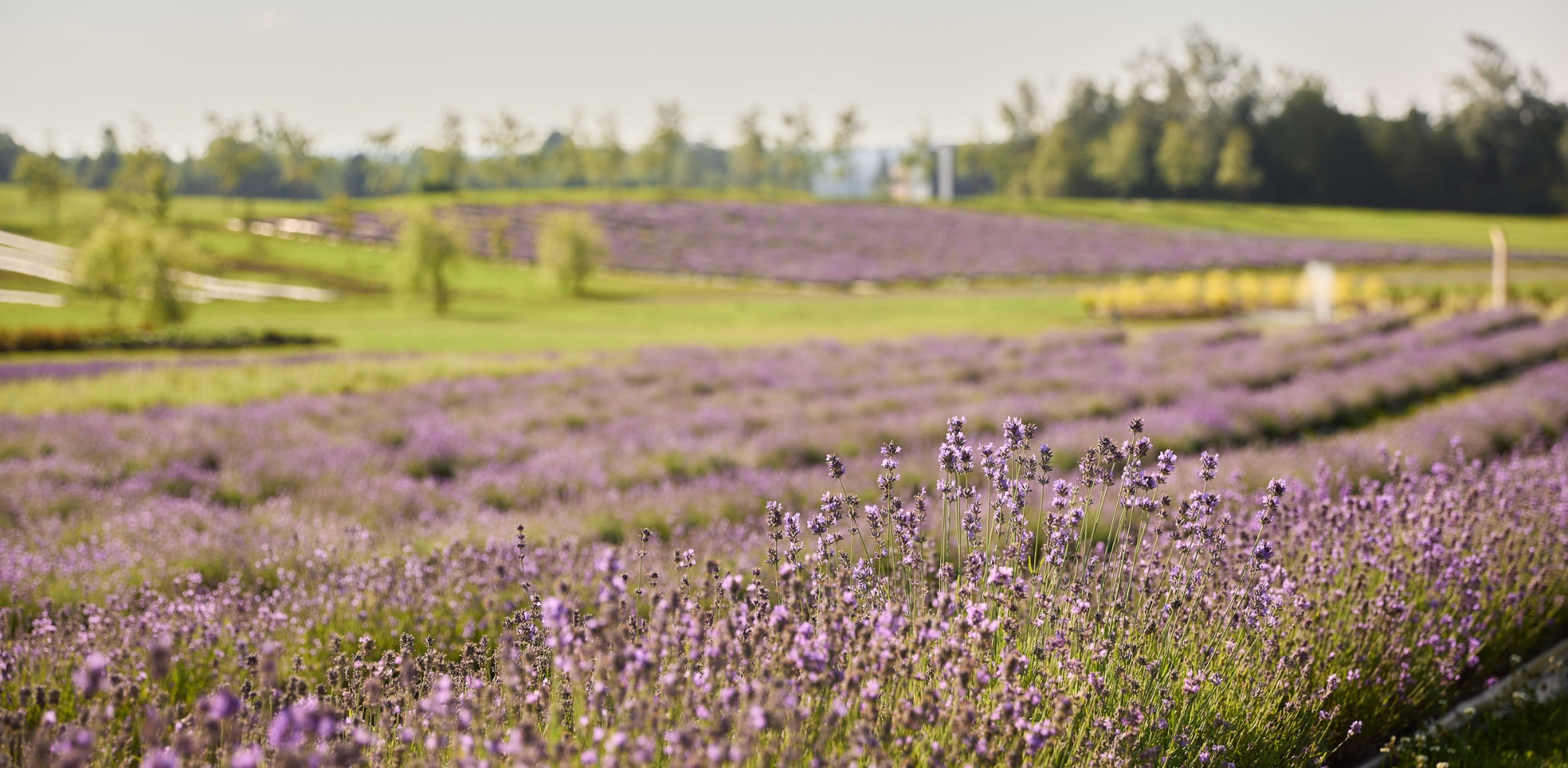 Growing lavender | Bleu Lavande