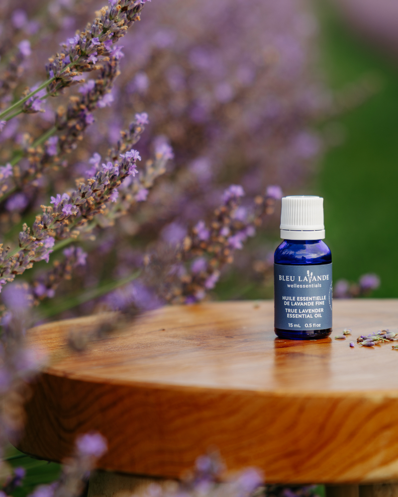 Bleu Lavande Natural Lavender Products And Lavender Fields bleu-lavande-natural-lavender-products-and-lavender-fields