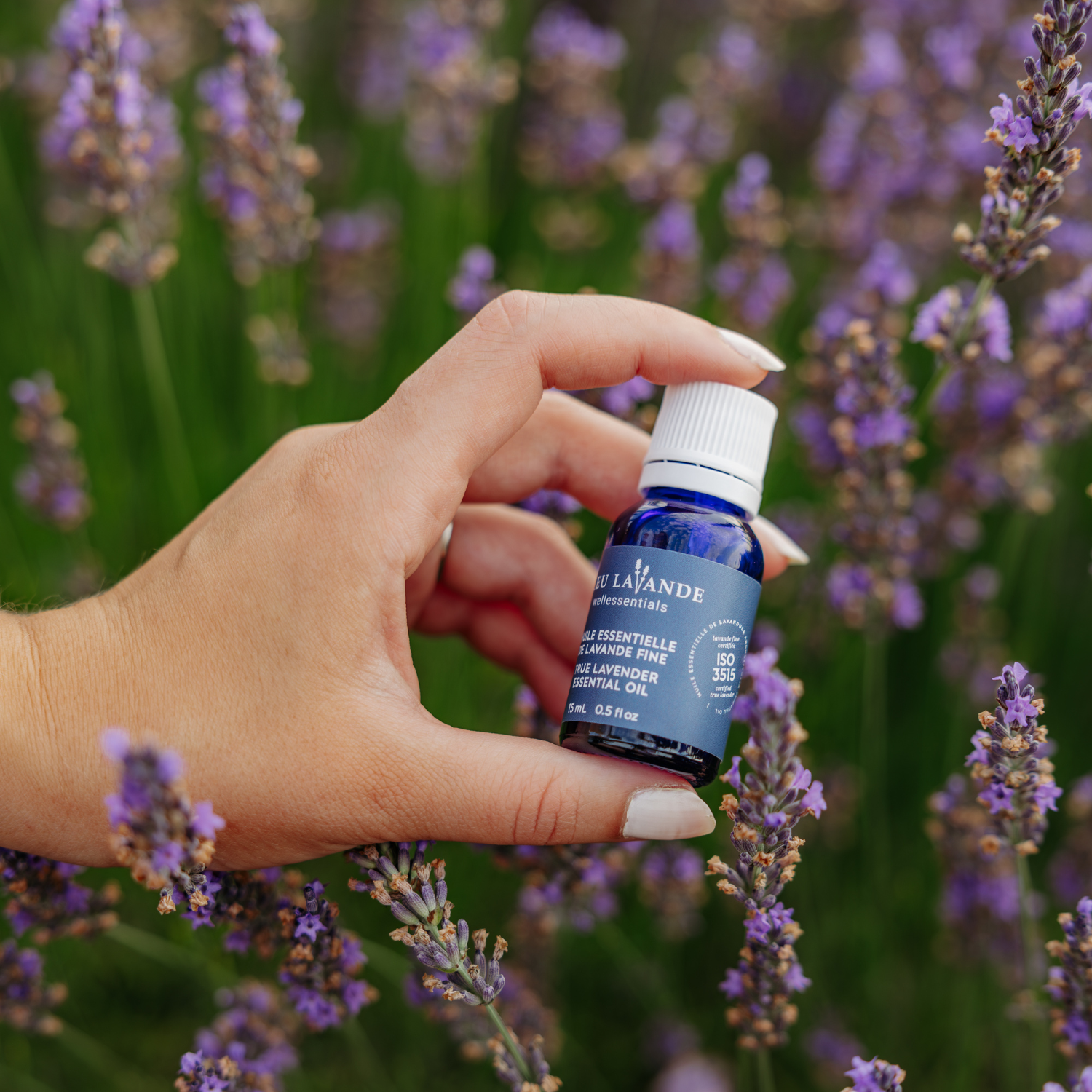 Huile essentielle de lavande fine dans les champs de Bleu Lavande à Magog