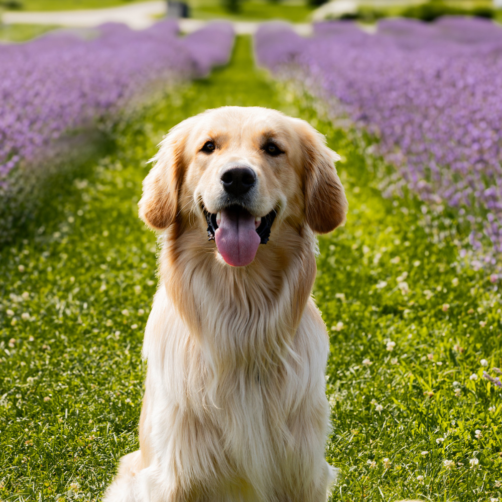 Chien dans les champs de lavande à Magog