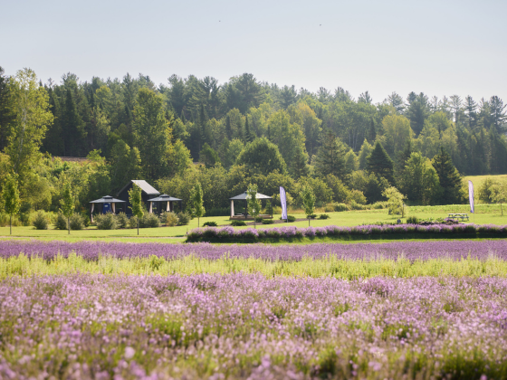 Champs de lavande en floraison chez Bleu Lavande dans les Cantons-de-l'Est au Québec
