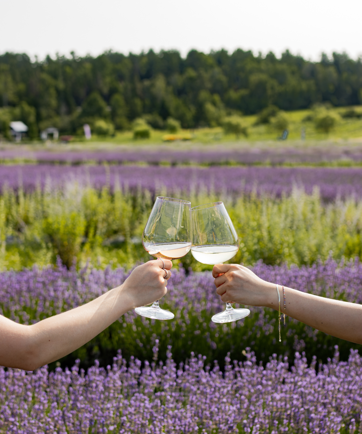 Coupe de vin dans les champs de lavande