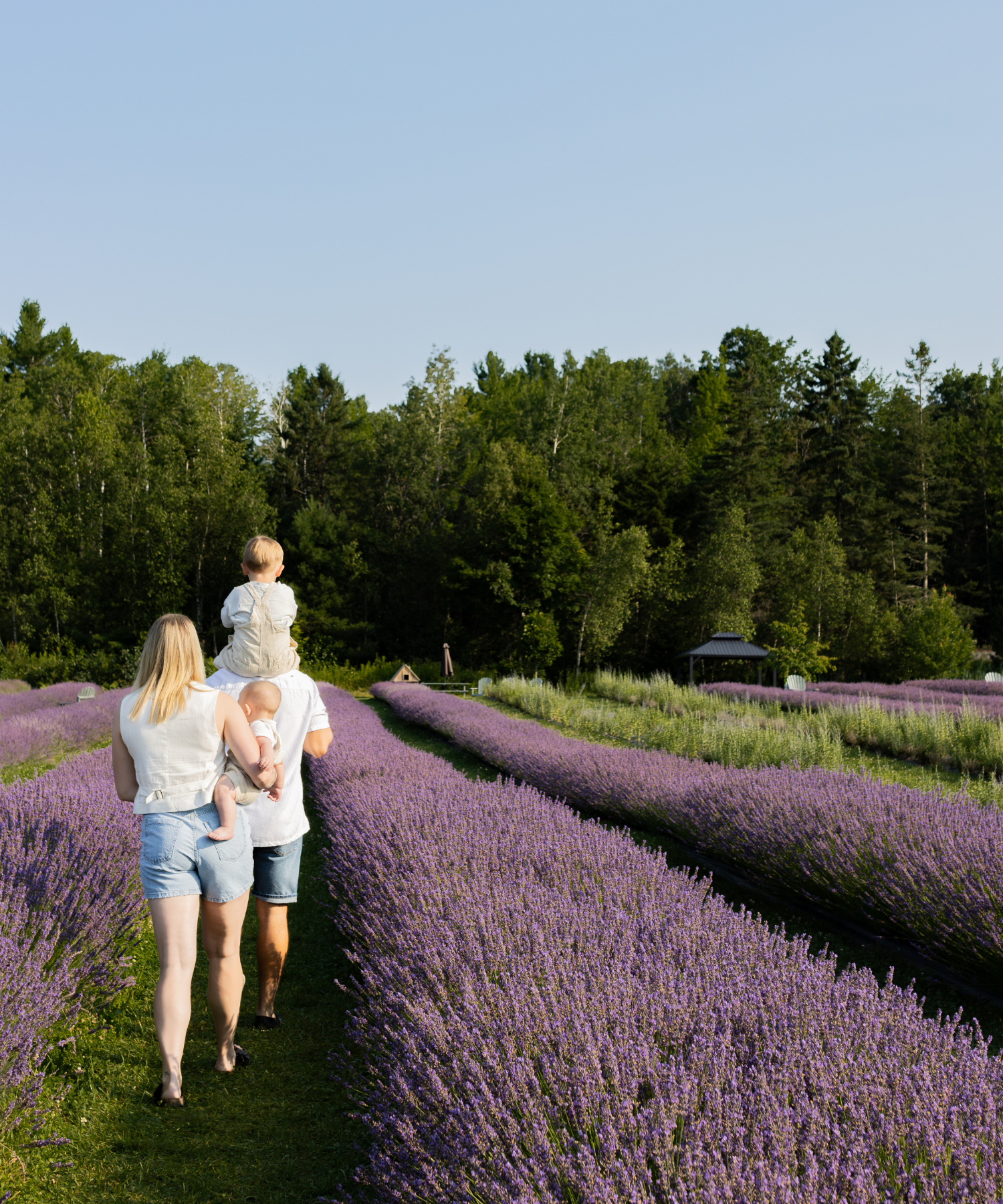 Mère, père et enfants qui marchent dans les sentiers de Bleu Lavande | Walking in lavender fields in the Eastern Townships