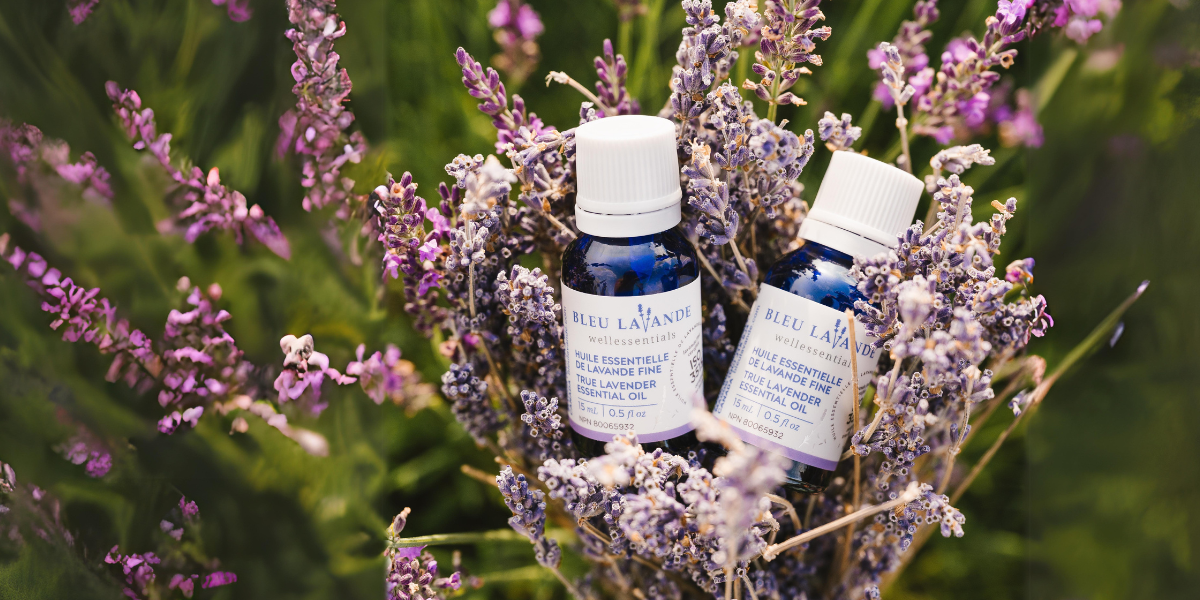 Diffusers essential oils Lavender Bleu Lavande