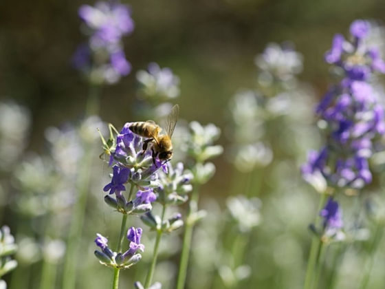 Abeille sur une branche de lavande dans un champ de lavande