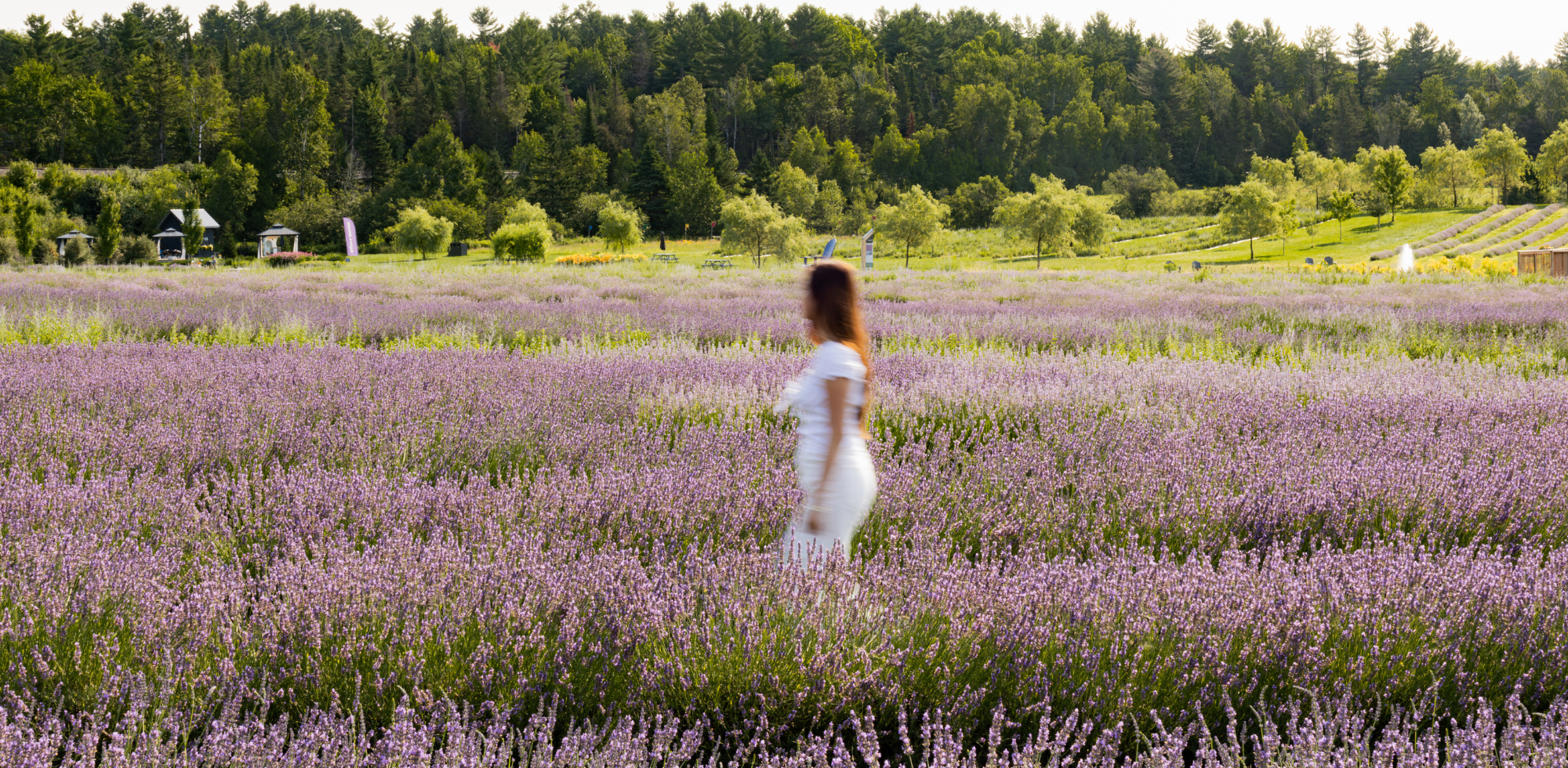 Femme en robe blanche dans les champs de Bleu Lavande dans les Cantons-de-l'Est