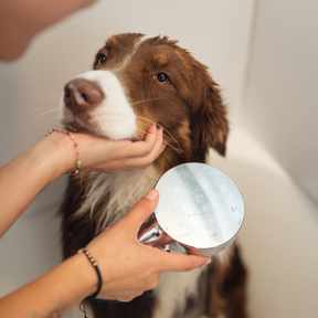 Shampooing pour les chiens