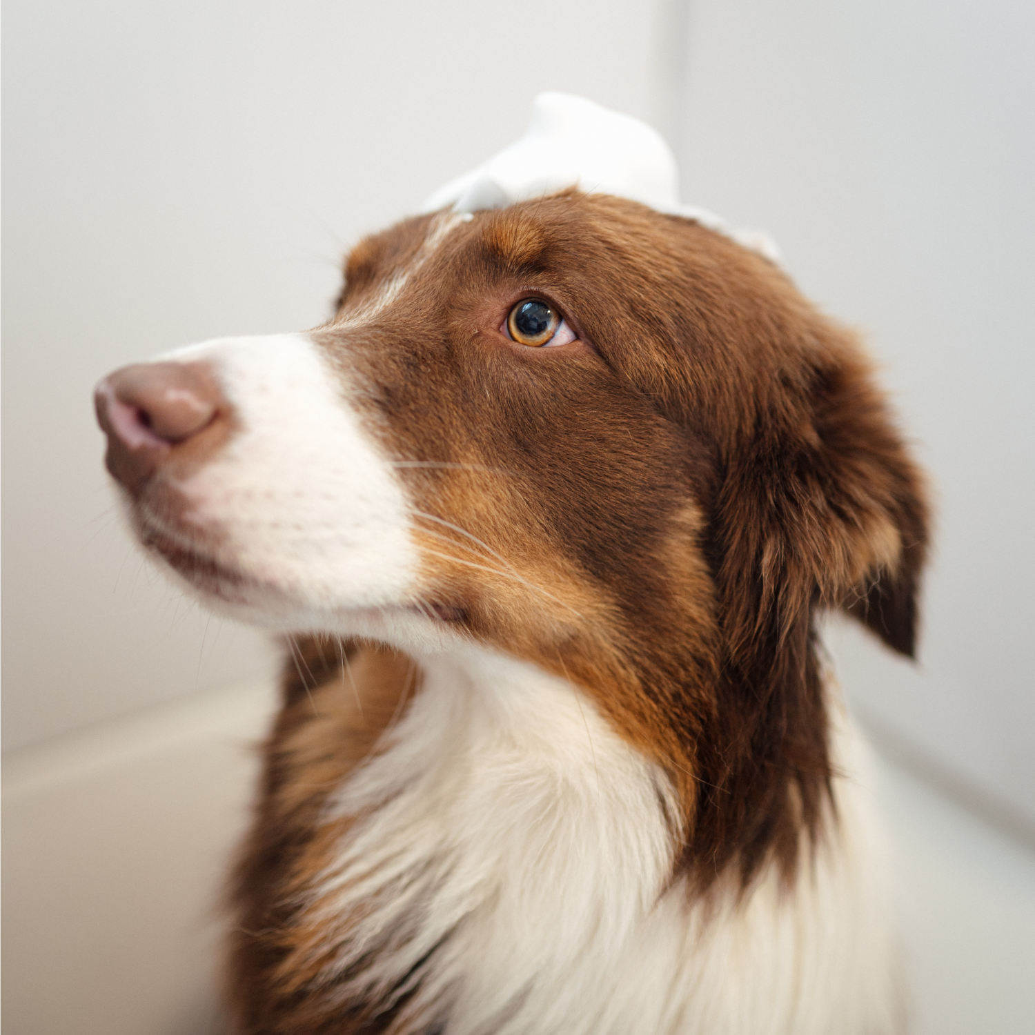 Shampooing pour chien