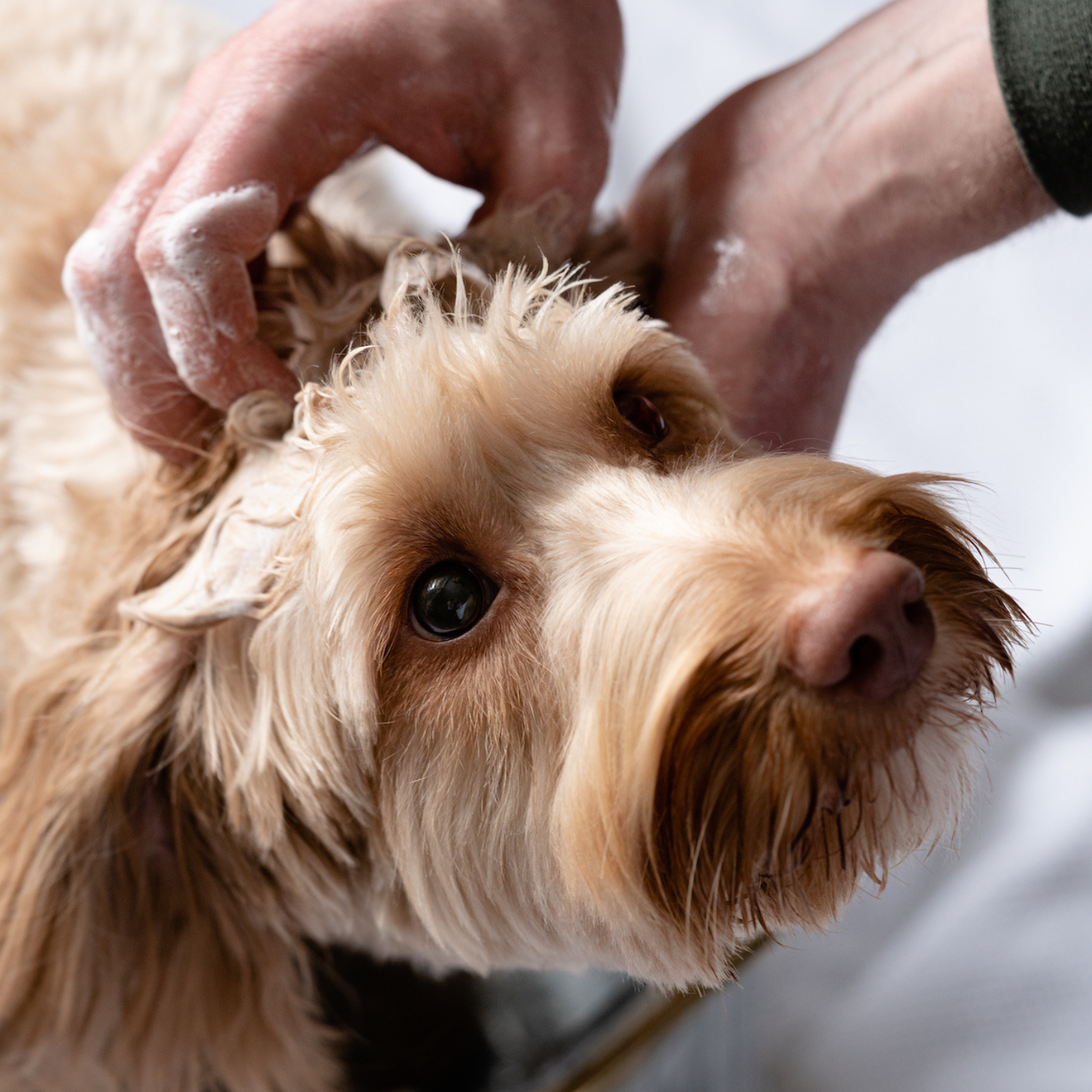 Shampoing lavande chien