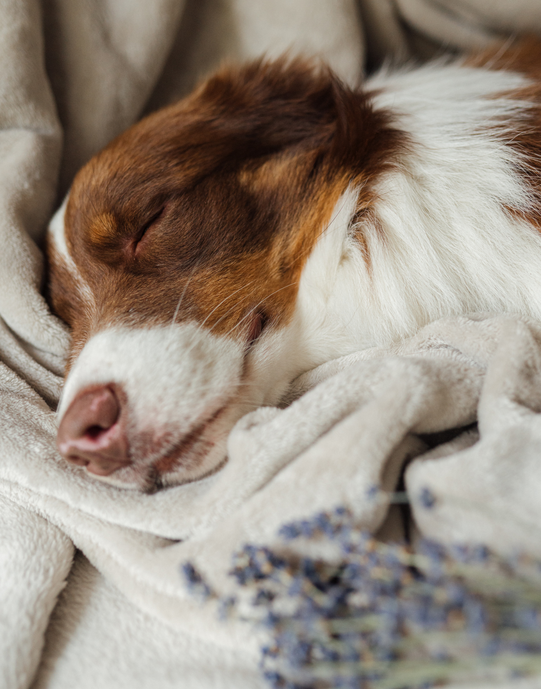 Soins à la lavande pour chiens