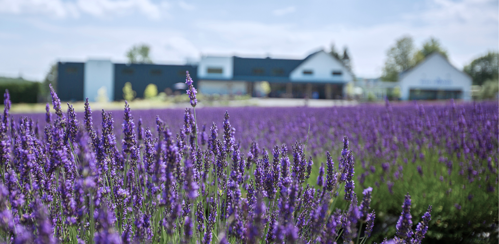 Champs de lavande en fleurs chez Bleu Lavande dans les Cantons-de-l'Est