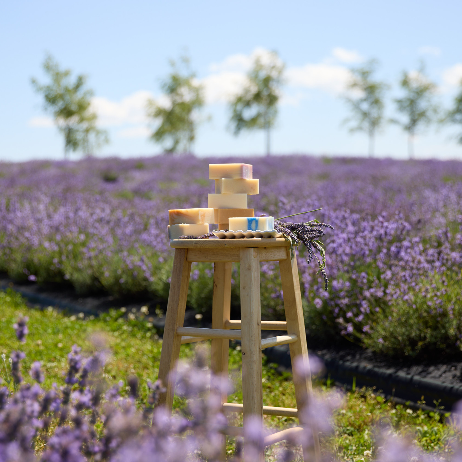 Chamsps de lavande - savon artisanaux lavande